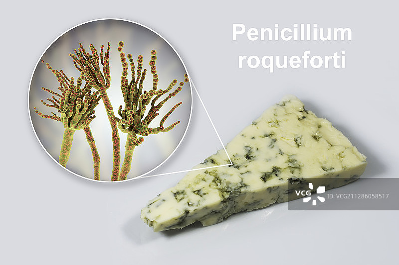 青霉菌和罗克福奶酪合成图图片素材