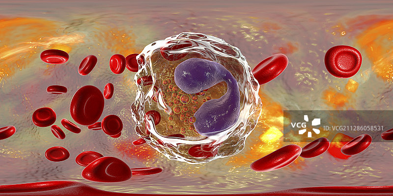 嗜酸性粒细胞白细胞图示图片素材