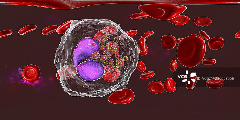 大量嗜酸性粒细胞的血涂片图示图片素材