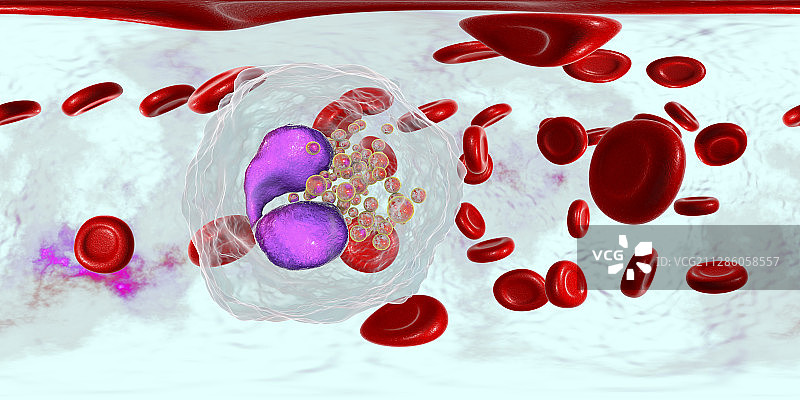大量嗜酸性粒细胞的血涂片图示图片素材