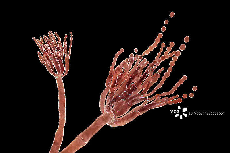 罗克福青霉菌插画图片素材