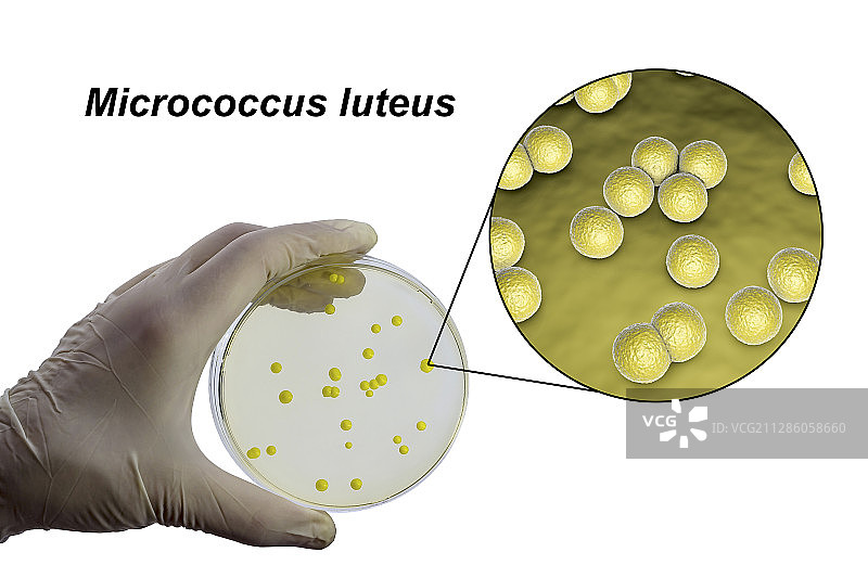 藤黄微球菌，合成图像图片素材