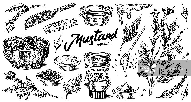 芥末籽和芥末植物香料调味品套装图片素材