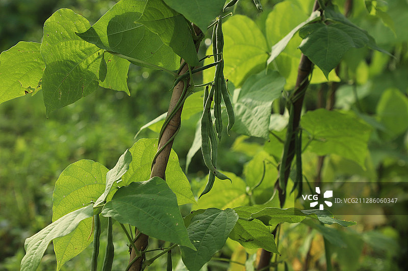 菜地里的四季豆图片素材