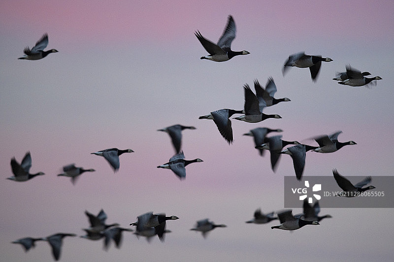加拿大白鹅，位于瑞典Hjälstaviken自然保护区图片素材
