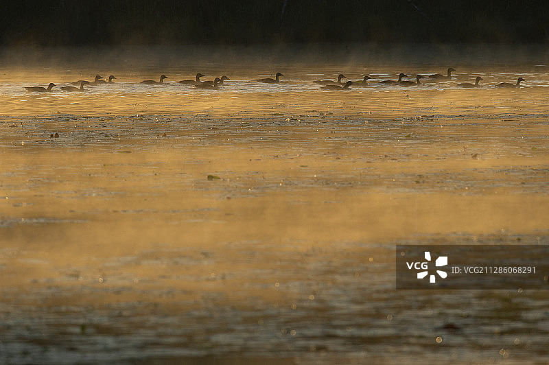 灰雁家庭，瑞典布莱金厄省埃里克斯贝里图片素材