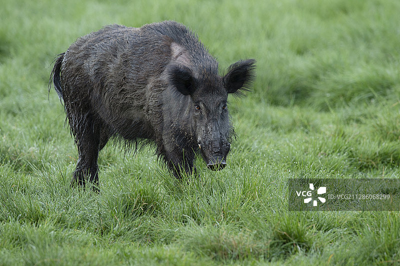 野猪，瑞典布莱金厄埃里克斯贝里图片素材