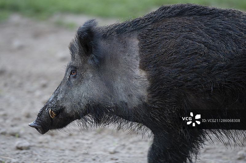 野猪，瑞典布莱金厄埃里克斯贝里图片素材