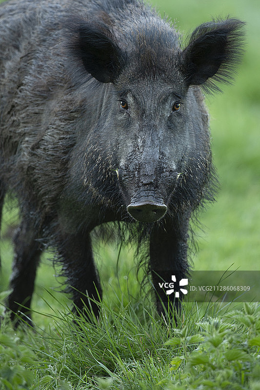 野猪，瑞典布莱金厄埃里克斯贝里图片素材