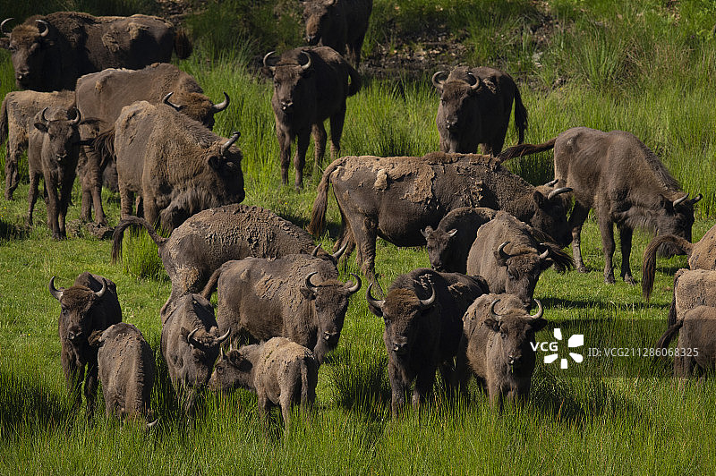 欧洲野牛，瑞典布莱金厄省埃里克贝里图片素材