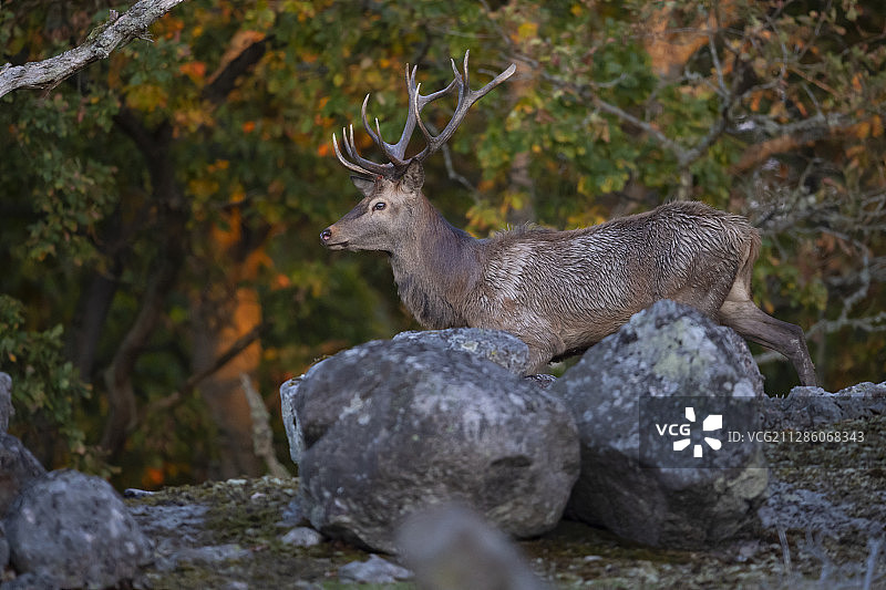 红鹿，埃里克斯贝里野生动物园，瑞典布莱金厄图片素材