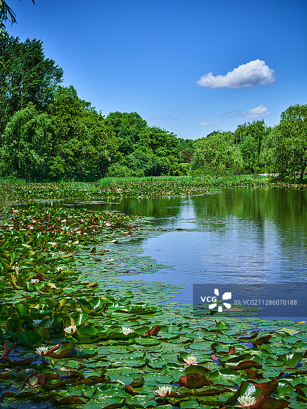 睡莲图片素材