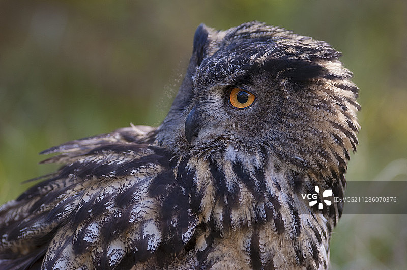 瑞典弗斯特曼兰：被圈养的欧洲雕鸮图片素材