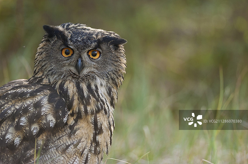 瑞典弗斯特曼兰：被圈养的欧洲雕鸮图片素材