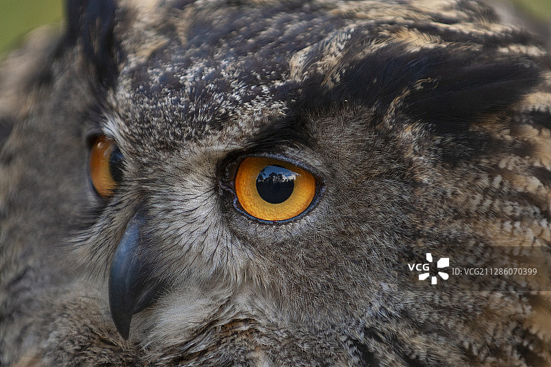 瑞典弗斯特曼兰：被圈养的欧洲雕鸮图片素材