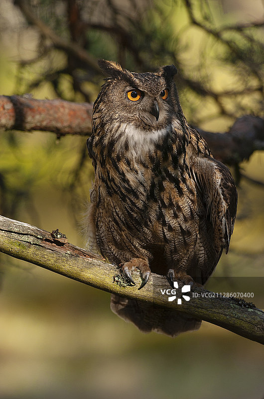 瑞典弗斯特曼兰：被圈养的欧洲雕鸮图片素材