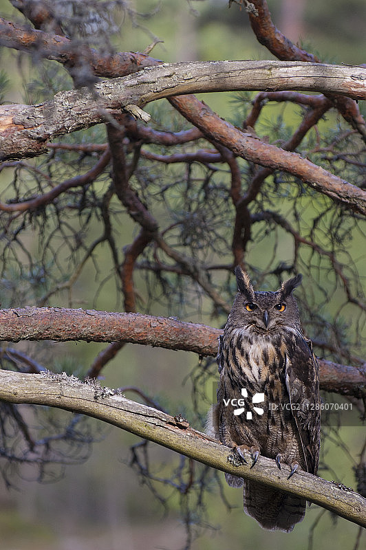 瑞典弗斯特曼兰：被圈养的欧洲雕鸮图片素材
