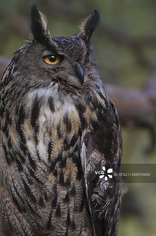 瑞典弗斯特曼兰：被圈养的欧洲雕鸮图片素材