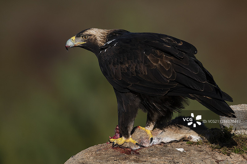 西班牙帝国鹰图片素材
