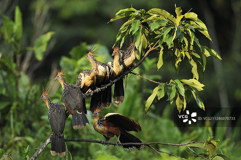 亚马孙河的麝雉图片素材