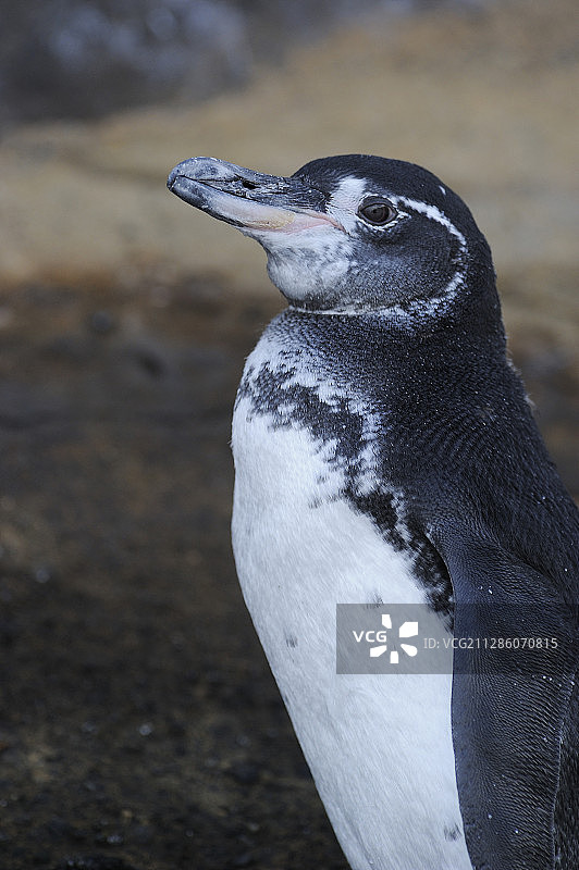 加拉帕戈斯企鹅，伊莎贝拉岛，塔古斯湾，加拉帕戈斯群岛，厄瓜多尔图片素材