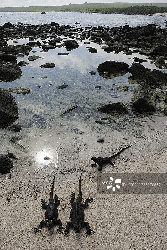 埃斯帕尼奥拉岛蓬塔苏亚雷斯岛的海洋鬣蜥图片素材