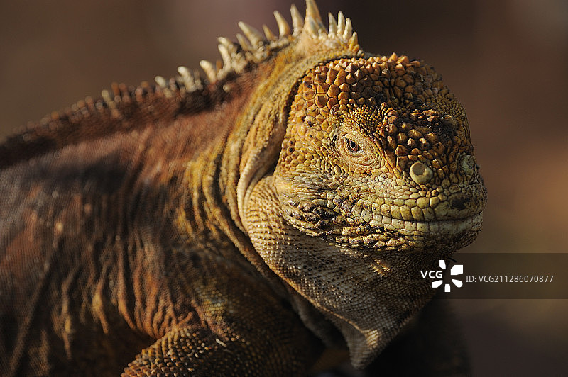 加拉帕戈斯陆鬣蜥，北西摩岛，加拉帕戈斯群岛，厄瓜多尔图片素材