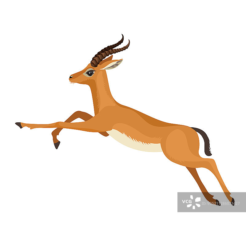 野生环境中奔跑的带角瞪羚或羚羊图片素材