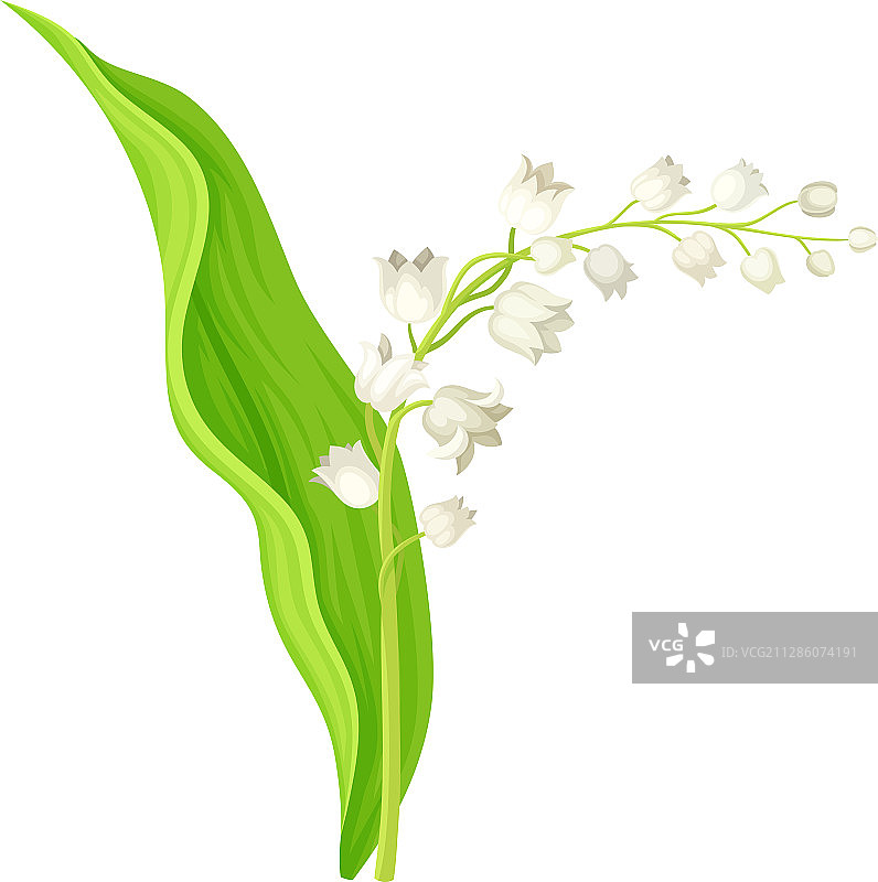 具有椭圆形叶子和花朵的铃兰图片素材