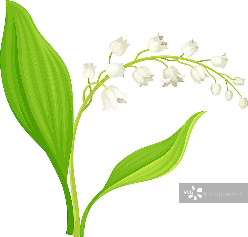 具有椭圆形叶子和花朵的铃兰图片素材