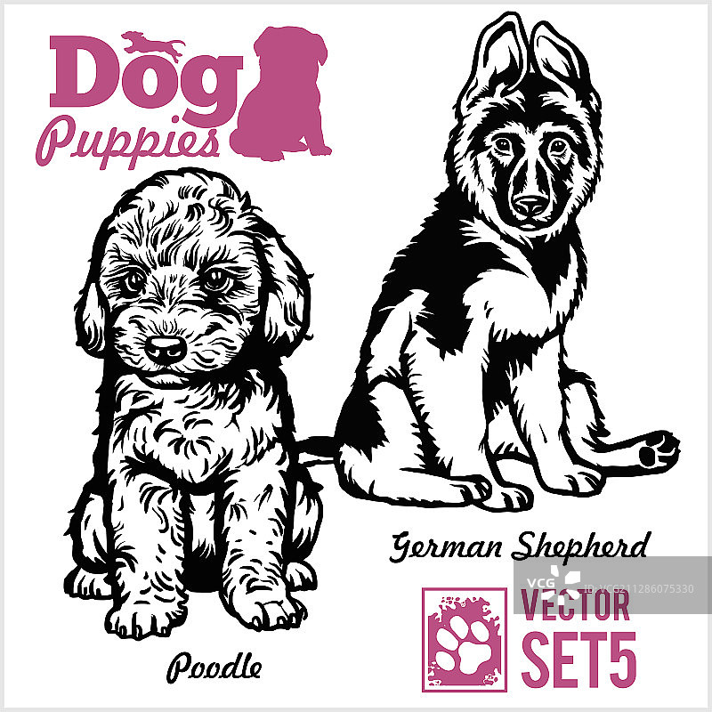 贵宾犬和德国牧羊犬 - 小狗图片素材