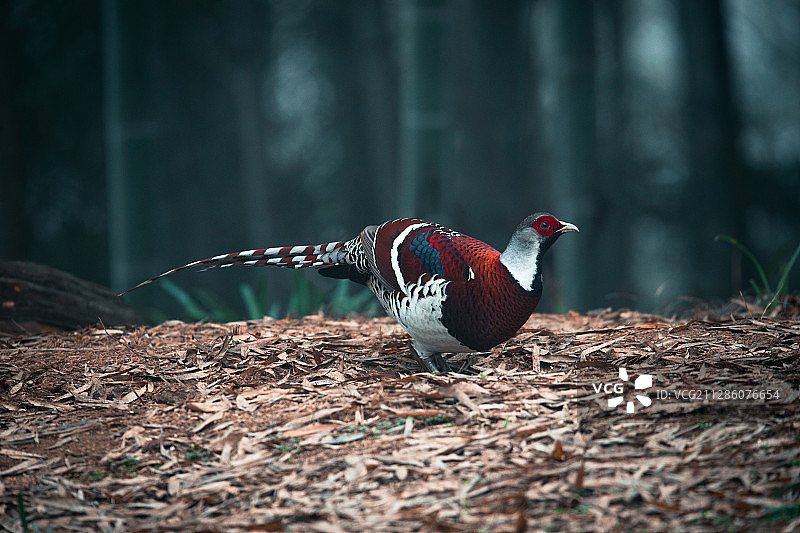 鸟 白颈长尾雉图片素材