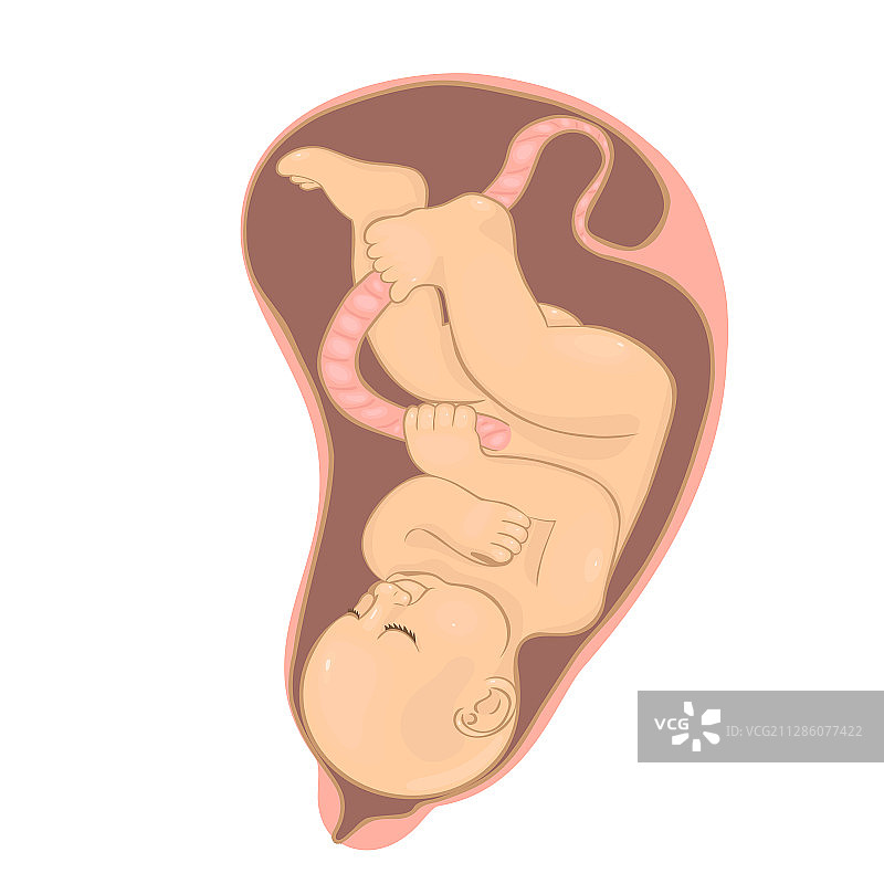 白色背景上的盆状子宫图片素材