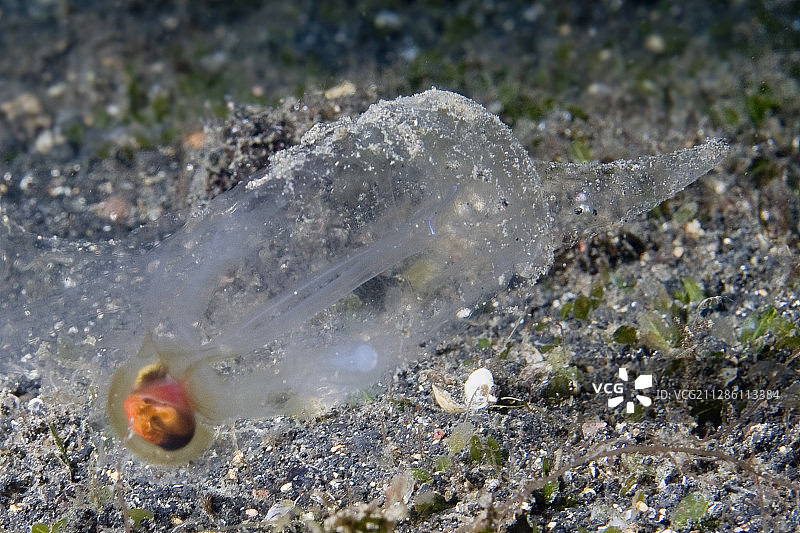 樽海鞘图片素材