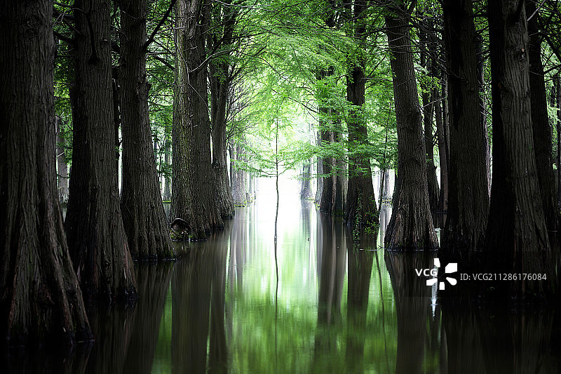 青西郊野公园水杉林图片素材