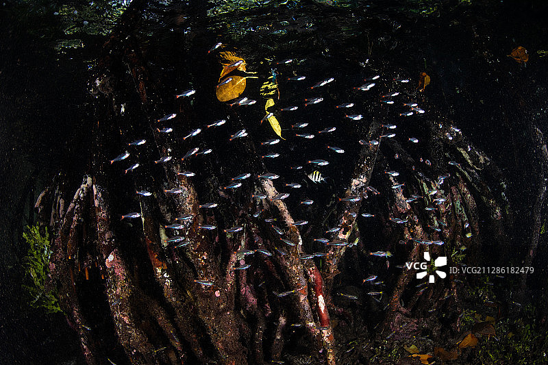 红树林的气根和箭矢鹦天竺鲷鱼群图片素材