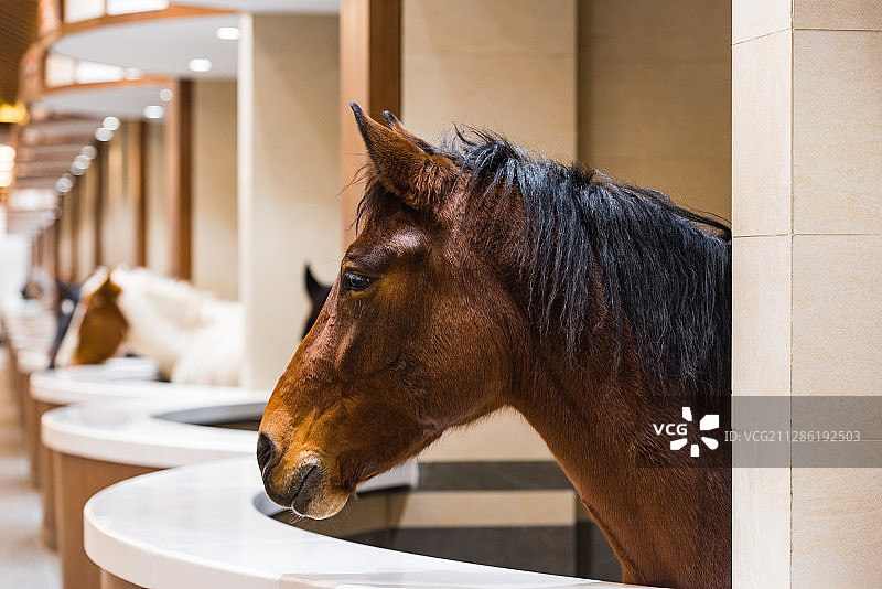 丰宁坝上，中国马镇图片素材