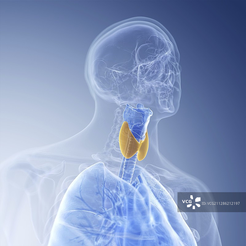 喉部插画图片素材