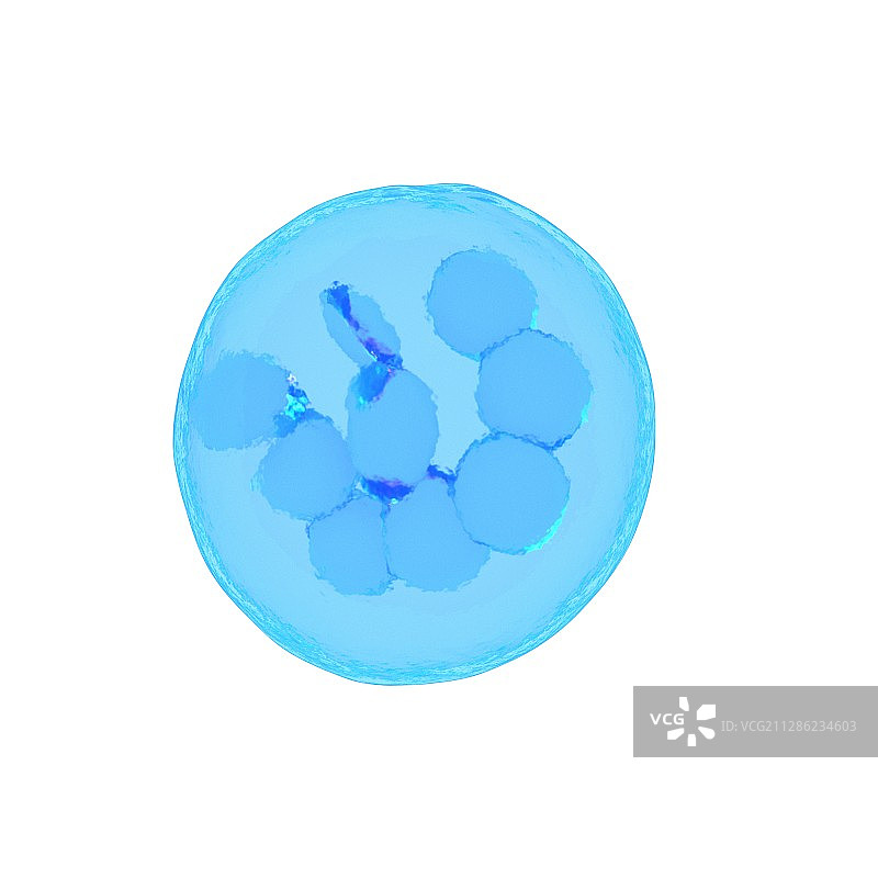 巨核细胞插画图片素材