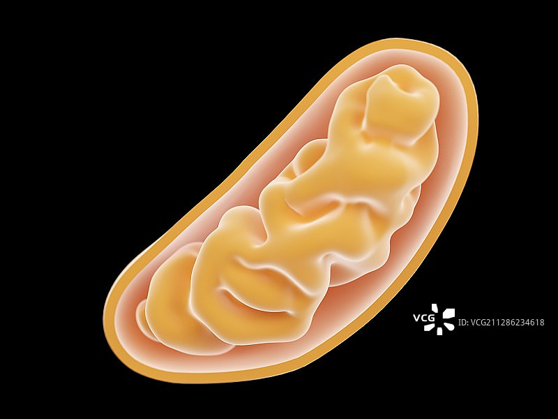 线粒体插画图片素材