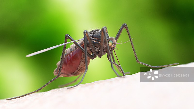 蚊虫叮咬插画图片素材