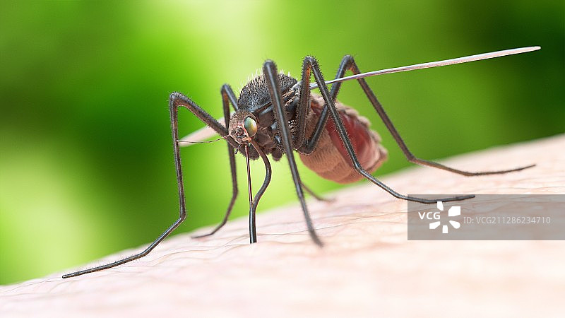 蚊虫叮咬插画图片素材