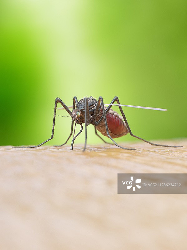 蚊虫叮咬插画图片素材