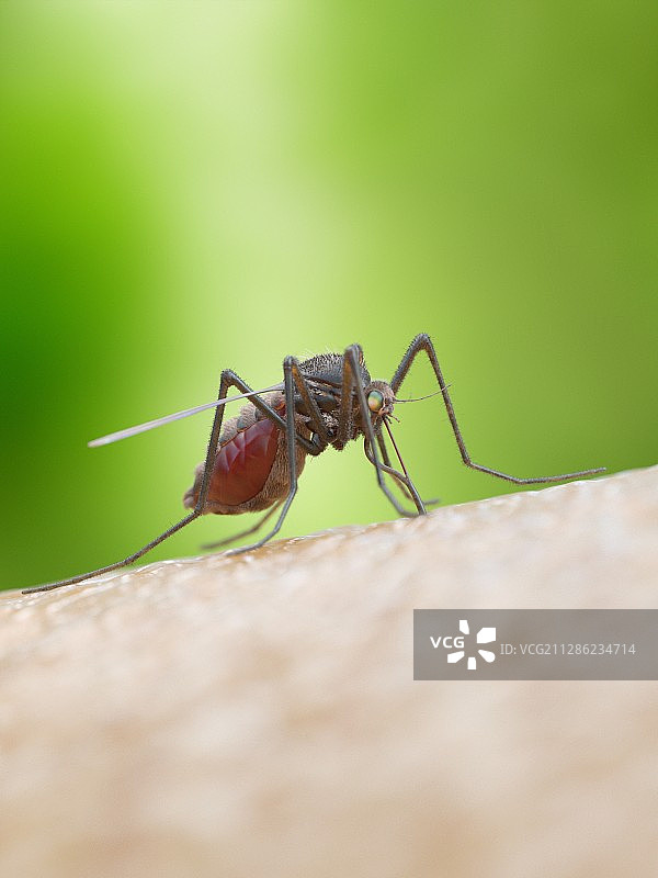 蚊虫叮咬插画图片素材