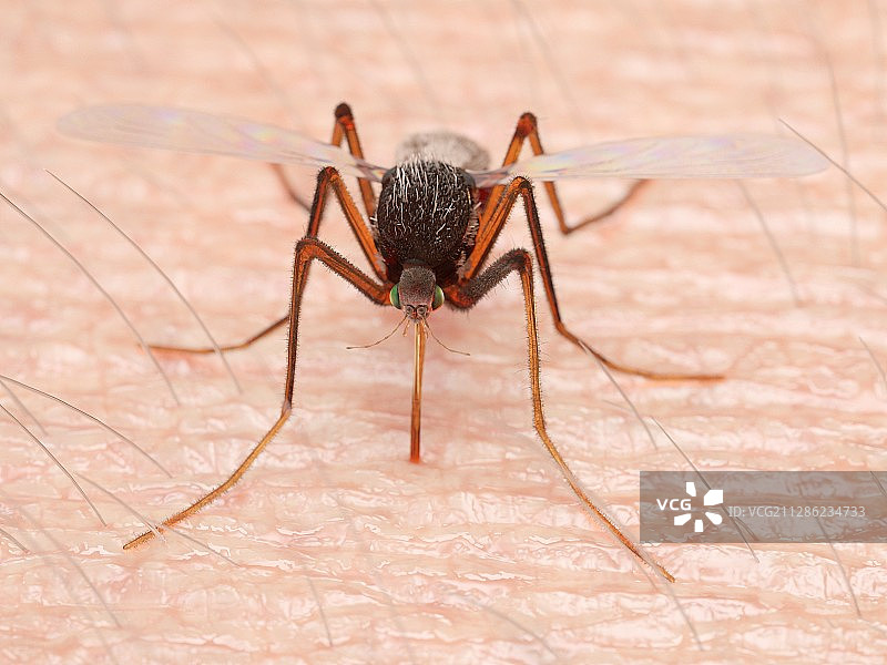 蚊子吸血插画图片素材