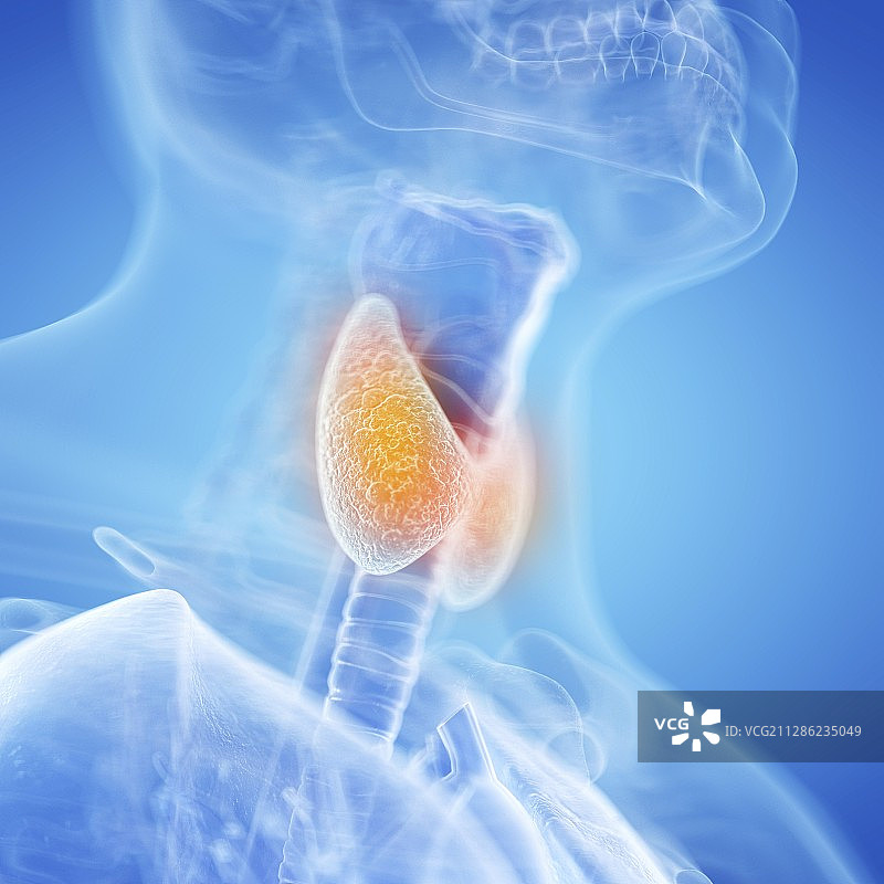 甲状腺插图图片素材