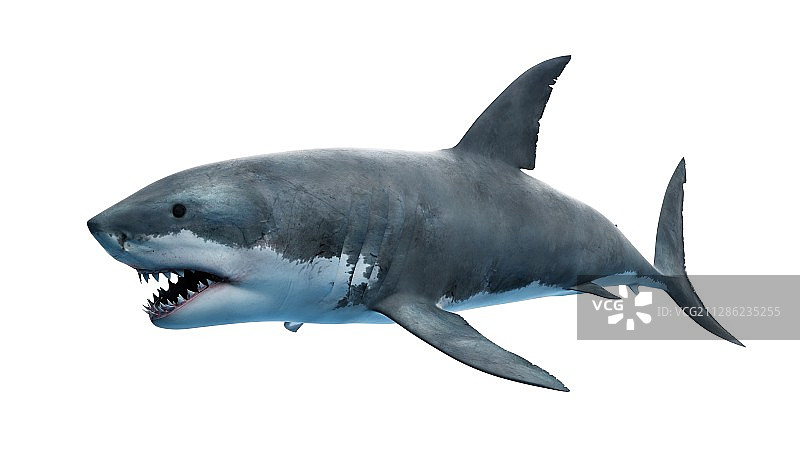 大白鲨插画图片素材