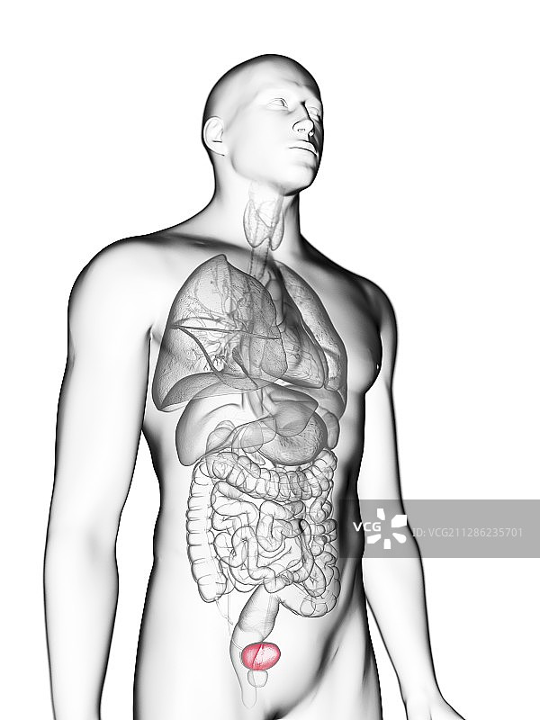 男子的膀胱插画图片素材