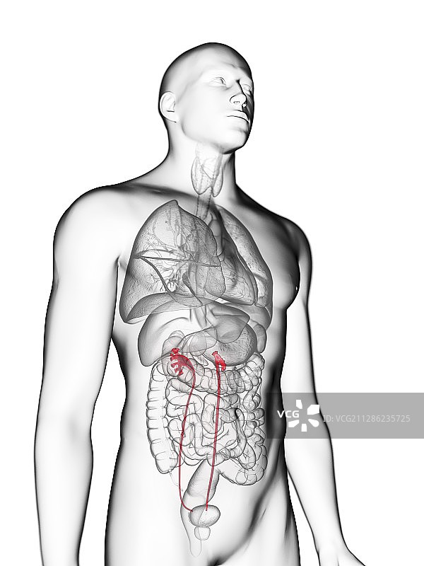 男子的输尿管插画图片素材