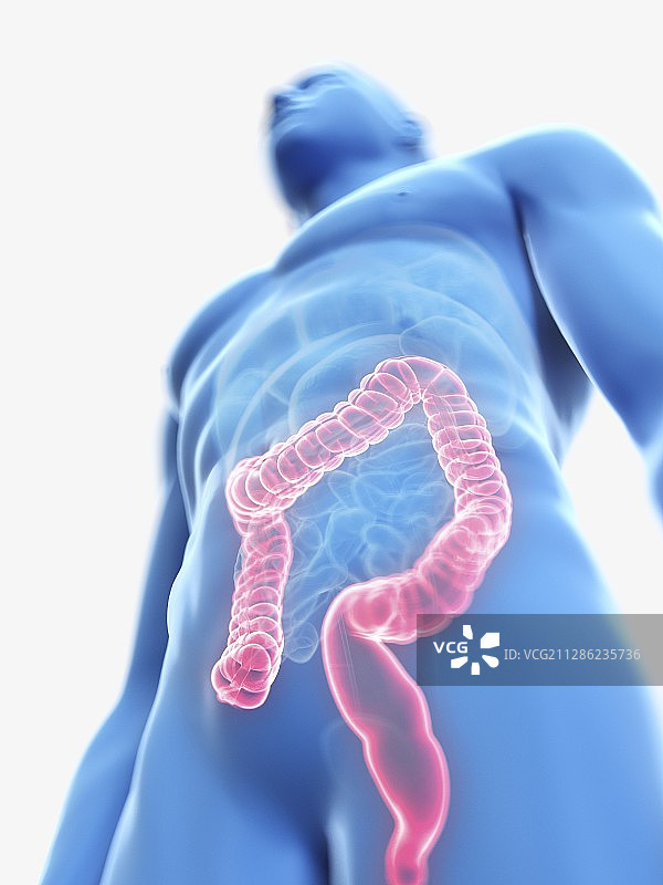 男人的结肠插画图片素材